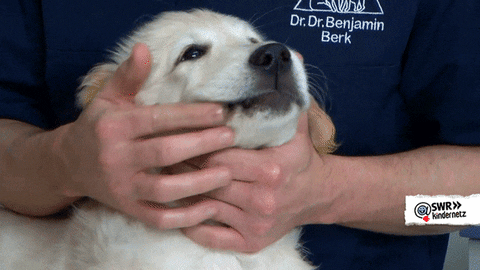 Tiere Bis Unters Dach Dog GIF by SWR Kindernetz - Find & Share on GIPHY