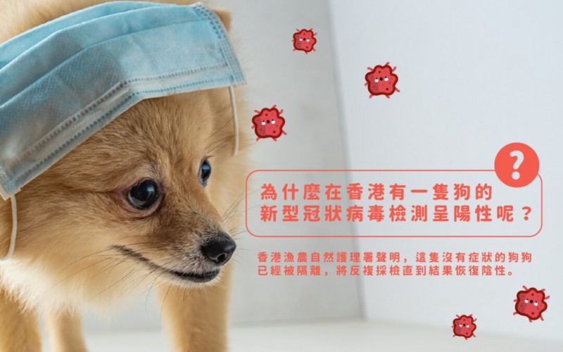 為什麼香港有狗的新型冠狀病毒檢測呈陽性.jpg