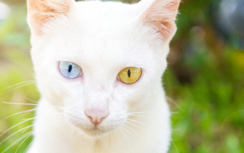 眼睛不同色的貓咪.jpg