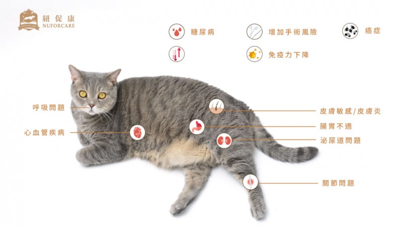 貓咪有關的身體疾病.jpg