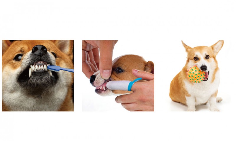 刷牙及讓狗狗咬咀嚼玩具.jpg