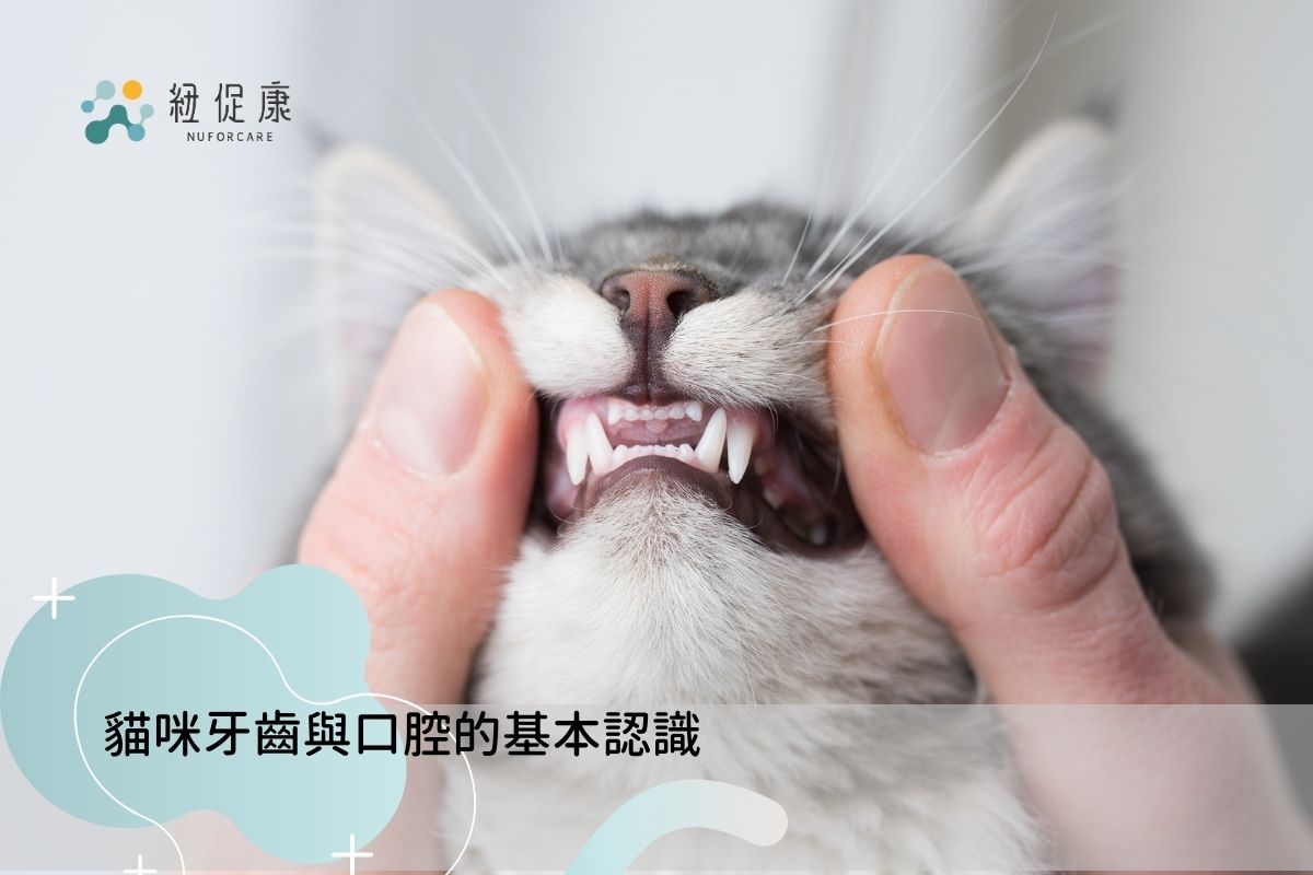 貓咪牙齒與口腔的基本認識