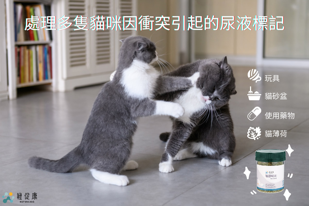 處理多隻貓咪因衝突引起的尿液標記-01.jpg