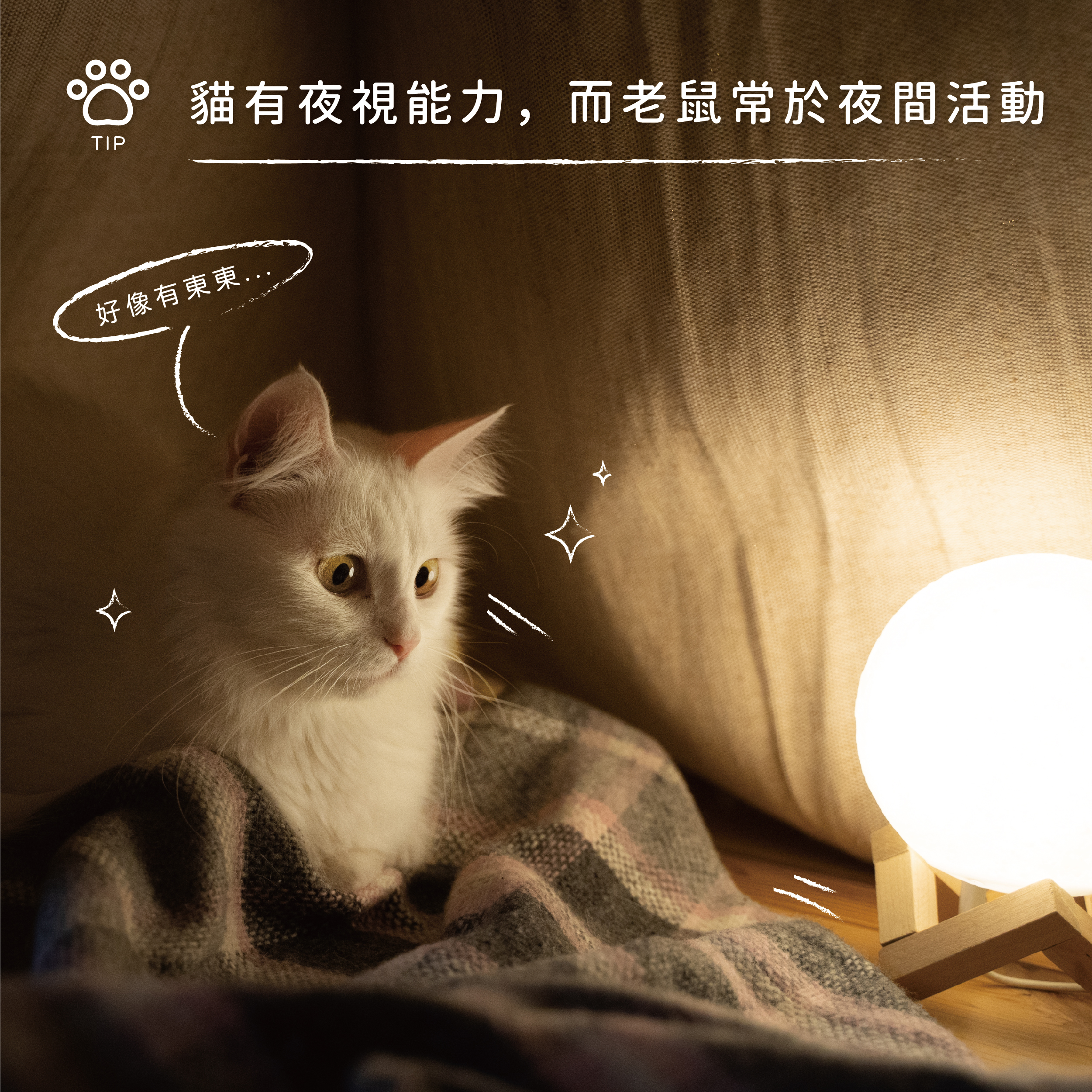2022-04-29貓為什麼喜歡抓老鼠-02.jpg